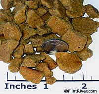 Dog Biscuit Treats